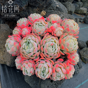 香水贝瑞多头整群多肉植物捧花可爱包子系拾花间云南多肉