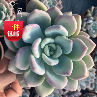 奥普林娜12到14公分大单头群生多头开挂区云南昆明一盆 包邮