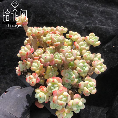 劳尔小老庄拾花间包邮多肉植物