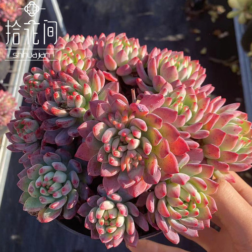 红色蓝苹果精灵群生小老桩云南