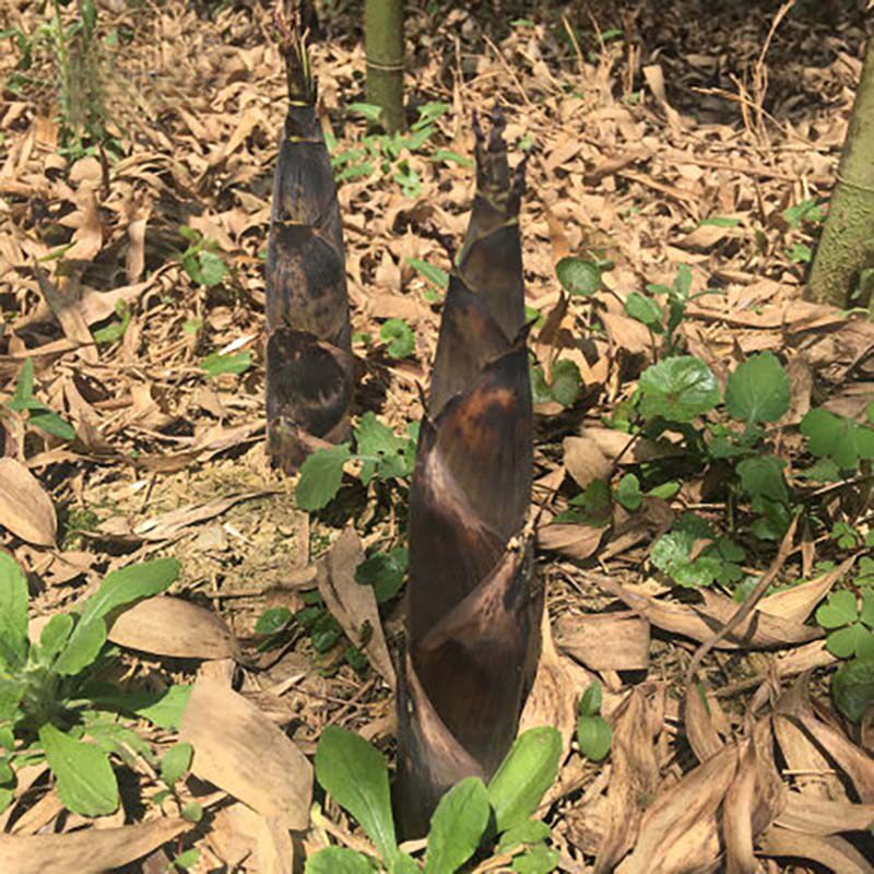 新鲜现挖鲜嫩高山野生春笋嫩竹笋农家野生竹笋6～10根大笋5斤装