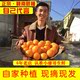 包邮 正宗江西赣南脐橙产地直发新鲜现摘当季 甜橙水果整箱批10斤20