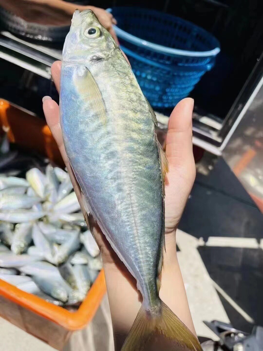 养殖巴浪鱼盐焗4-6两/条 五斤包邮