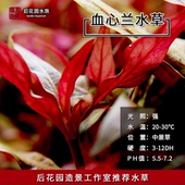 鱼缸装 中后景草 饰 活体水草 血心兰 后花园水族推荐 艳色水草