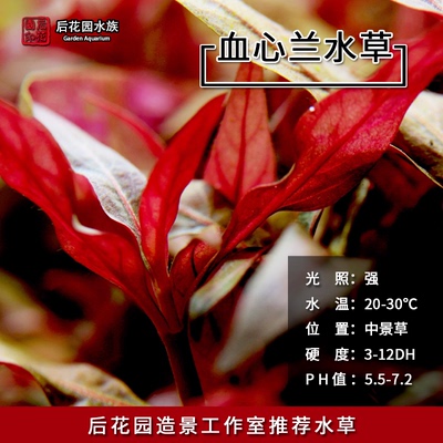 血心兰艳色水草活体后花园水族