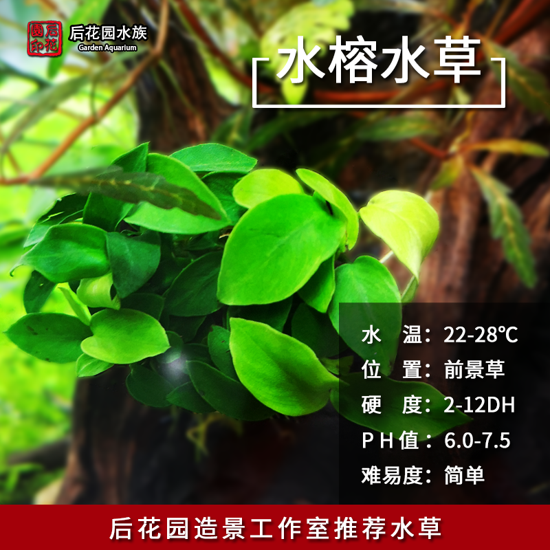 迷你小水榕前景草后花园水族