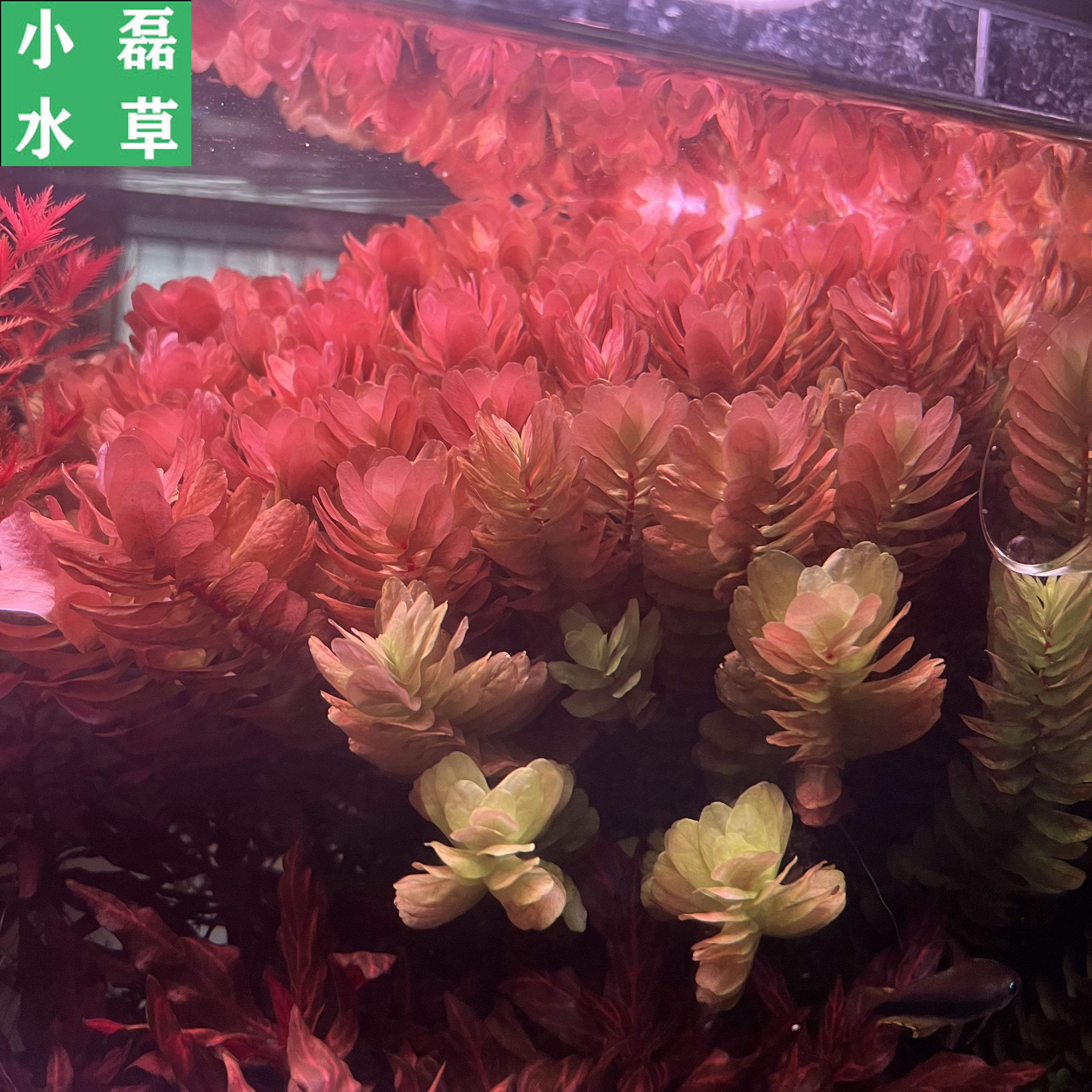 屠戮宫廷tulu宫廷前中景草缸造景植物稀有水草水下叶