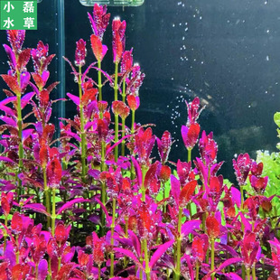 佛罗里达紫夕烧稀有水草对叶红色鱼缸草缸中后景造景水下叶植