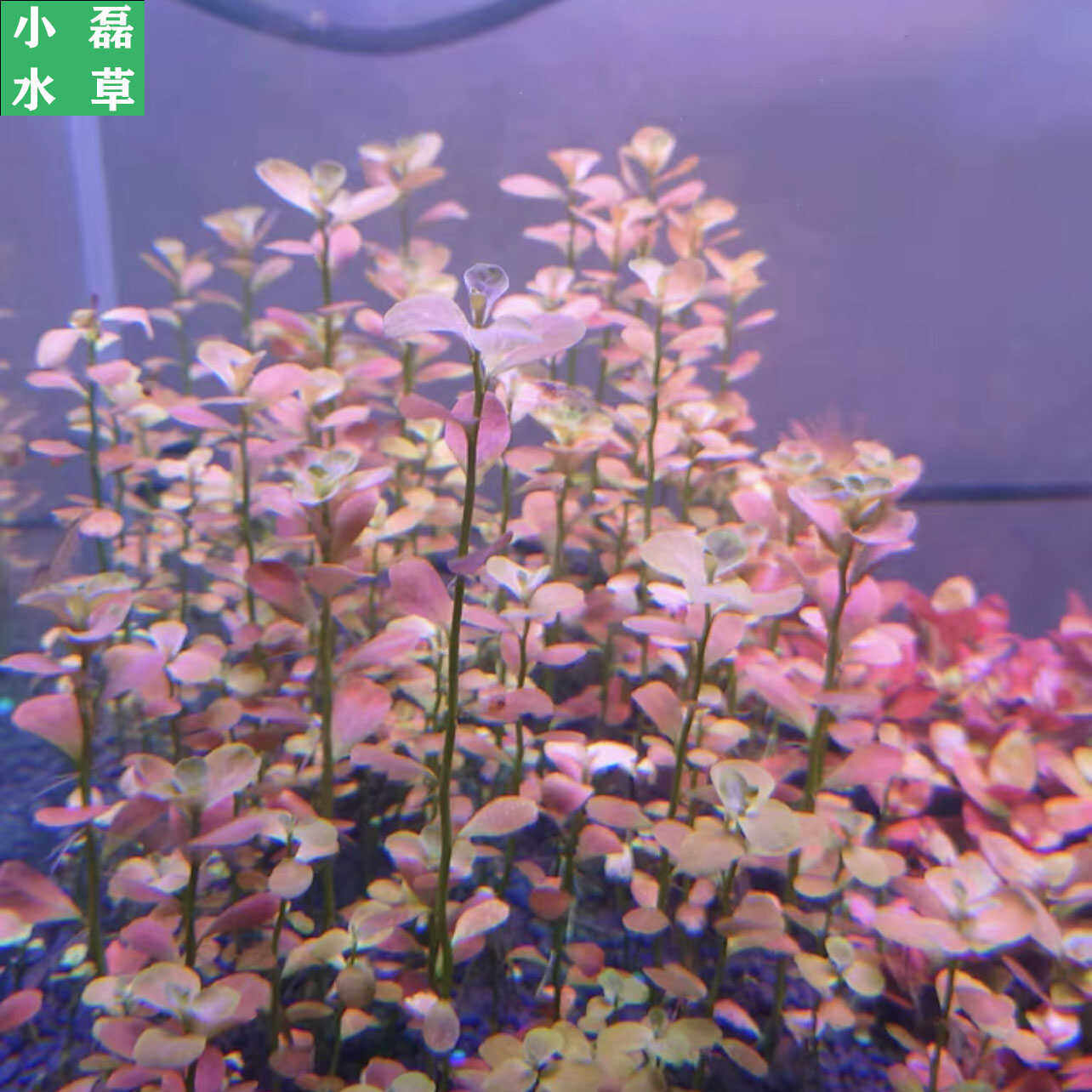 马托格罗索水丁香稀有水草造景装饰粉色水草无需二氧化碳,宠物/宠物食品及用品,水草,淘宝优惠券,粉丝福利购,淘宝优惠卷