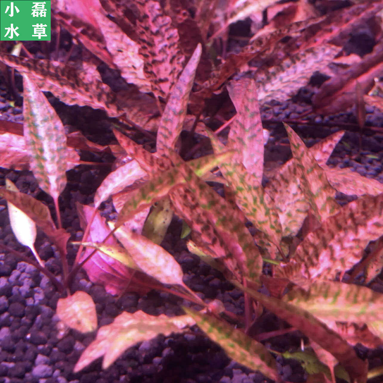 紫线阿芬椒草ada稀有水草紫色椒草自养水下叶阴性水草懒人水草