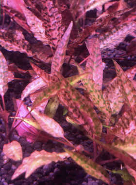 紫线阿芬椒草ada稀有水草紫色椒草自养水下叶阴性水草懒人水草