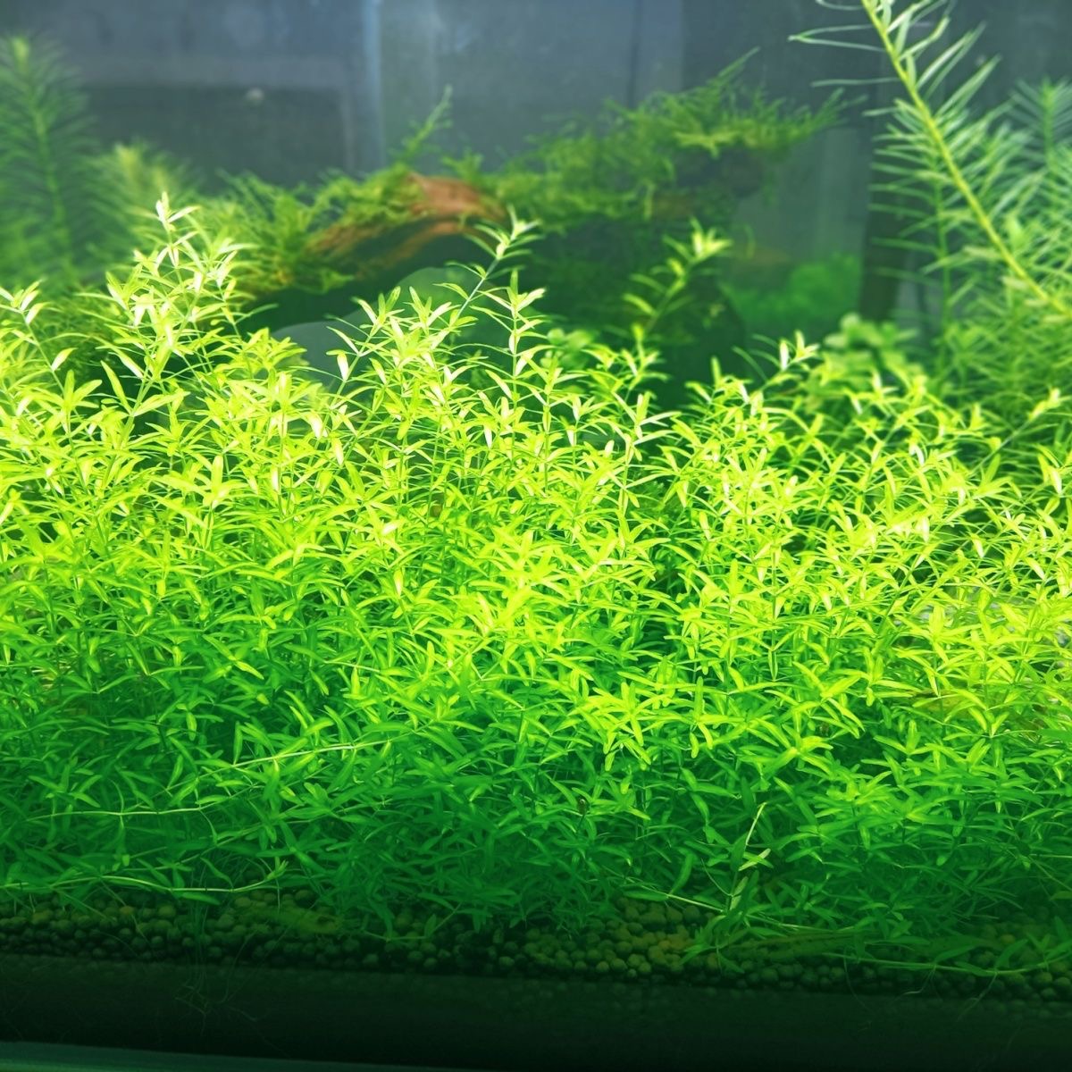日本高珍珠水草无菌杯珍珠草懒人活体阴性前中后景鱼缸造景