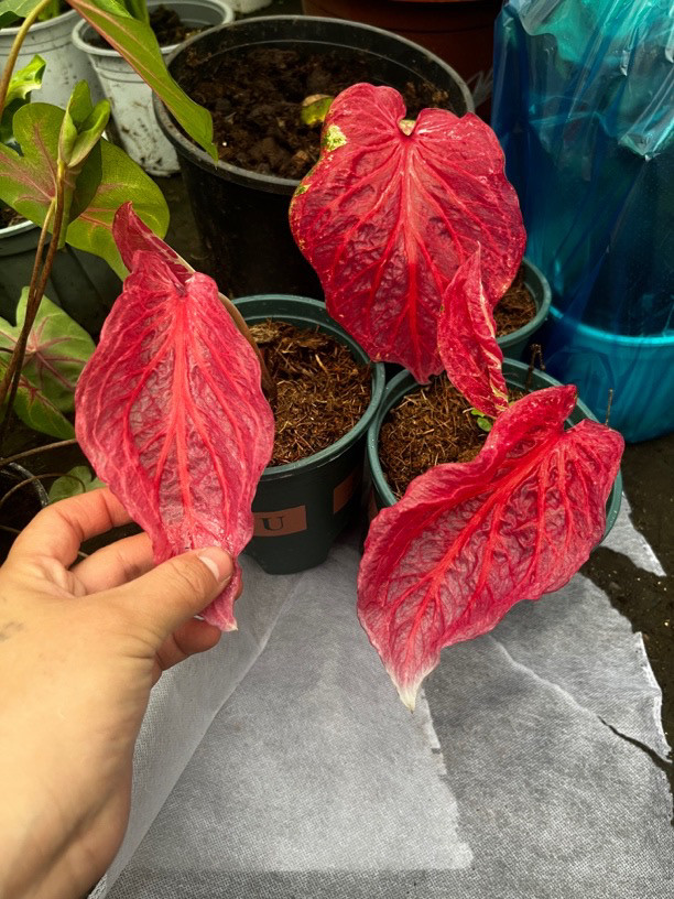 进口种球观叶绿植耐热易养图片