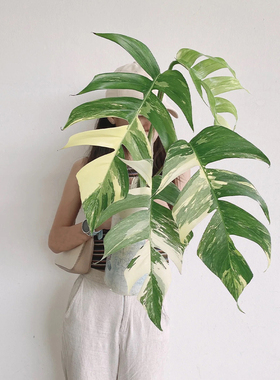 白锦麒麟尾爬藤epipremnum pinnatum vari锦化开背热植室内网红盆