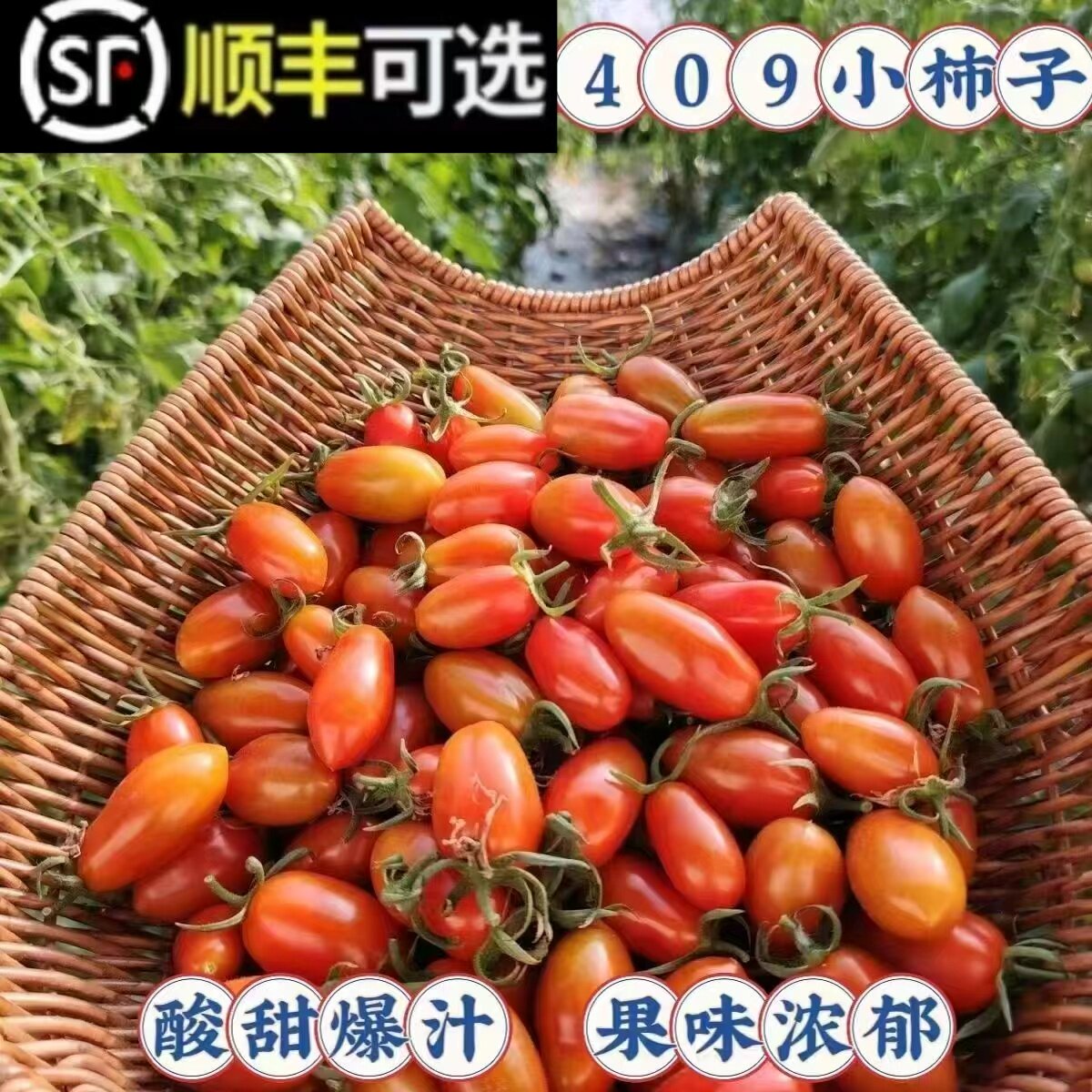 丹东409小柿子新鲜水果铁皮花生小番茄孕妇可吃应季水果包邮C