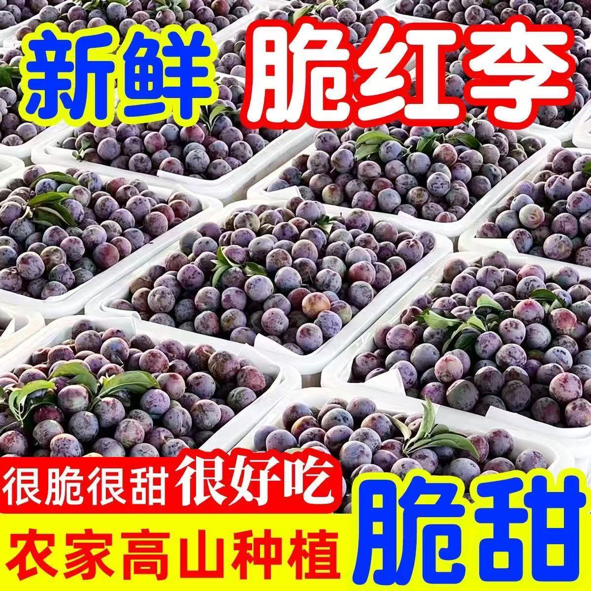 四川高山小脆红李大果速发