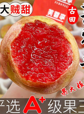 精选福建芙蓉李大果速发