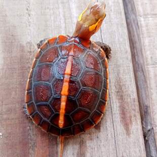 安缘龟 宠物 安缘黄缘龟苗 闭壳龟爬宠