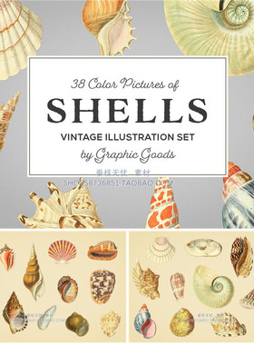 P0712平面PS设计素材 19世纪复古贝壳彩色插画PNG格式 72dpi