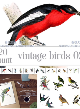 P0482高清PS设计素材 20张复古手绘鸟类插画印花图案PNG格式