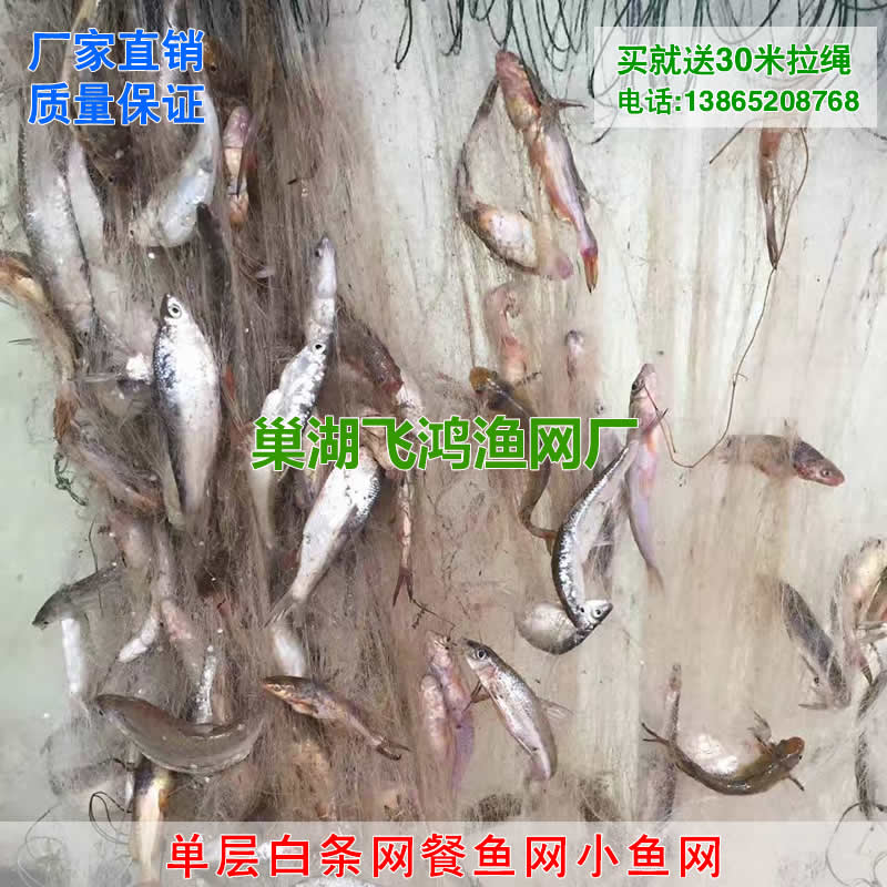 白条网餐鱼网单层粘网沾网丝网沉网浮网捕鱼网自动捕鱼工具小鱼网