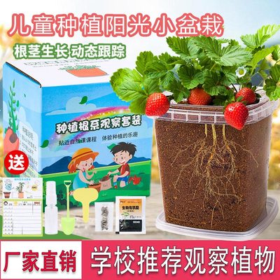 儿童种植小盆栽迷你观察植物幼儿园小花农种植观察盒日记根系生长