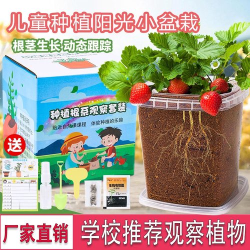 儿童植物种植观察小盆栽向日葵