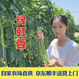 京东顺丰包邮新鲜绿豇豆长豆角时令蔬菜苏北农家生态种植现摘现发