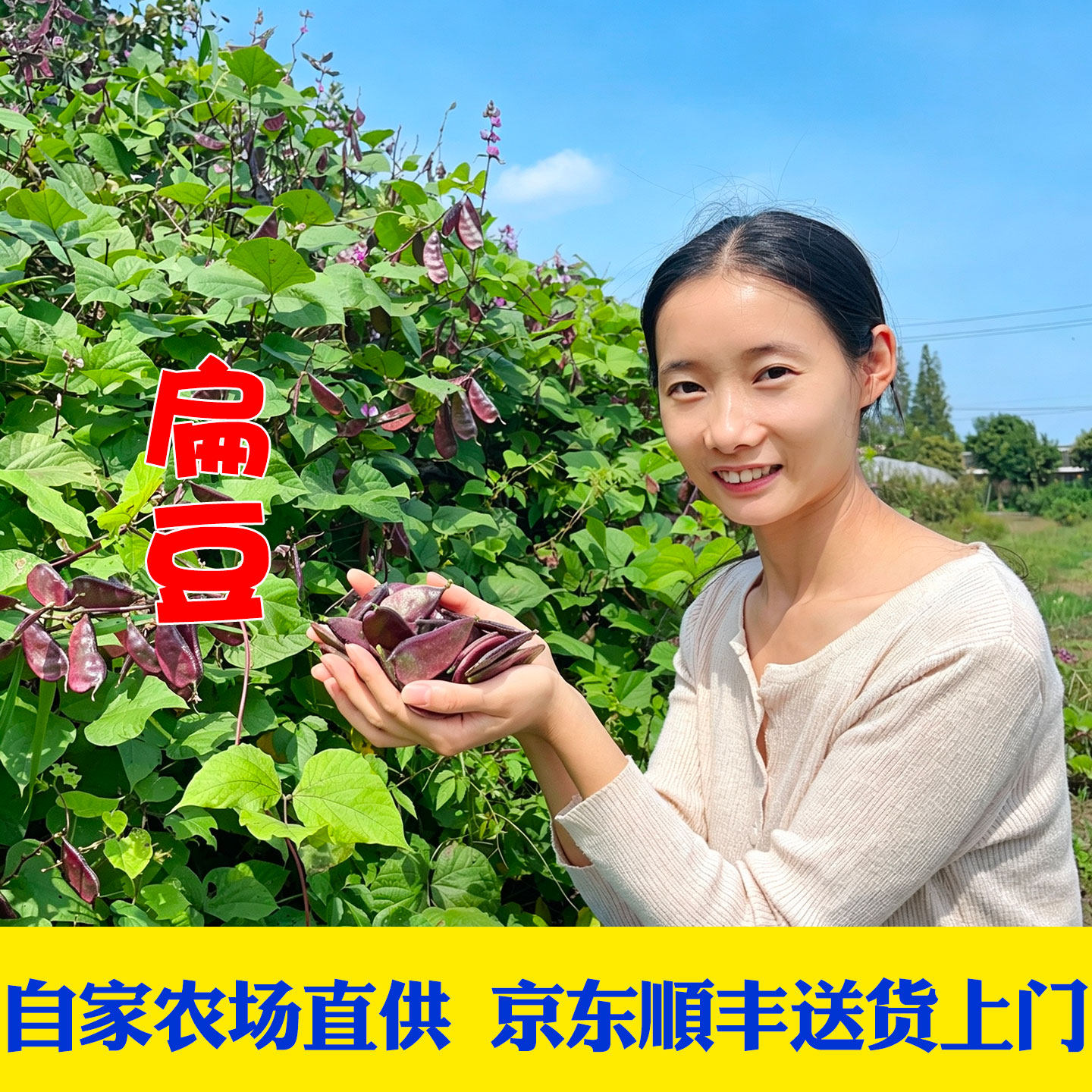 京东顺丰包邮新鲜现摘紫扁豆 露天红扁豆饭扁豆角 大耳扁豆荚眉豆