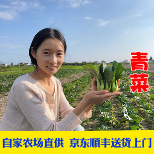 京东顺丰 露天霜冻新鲜农家青菜苏州青嫩青菜油菜白菜时令蔬菜 包邮