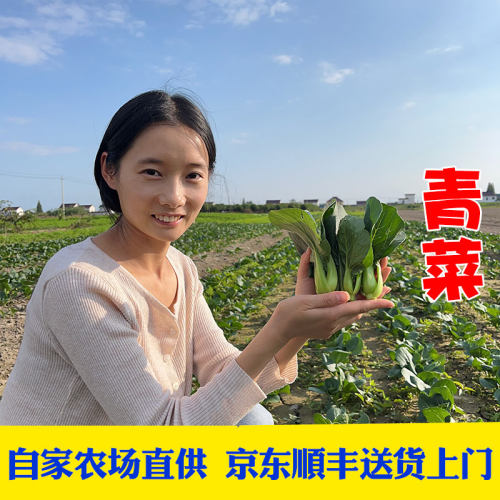 露天农场现摘青菜脆嫩爽口