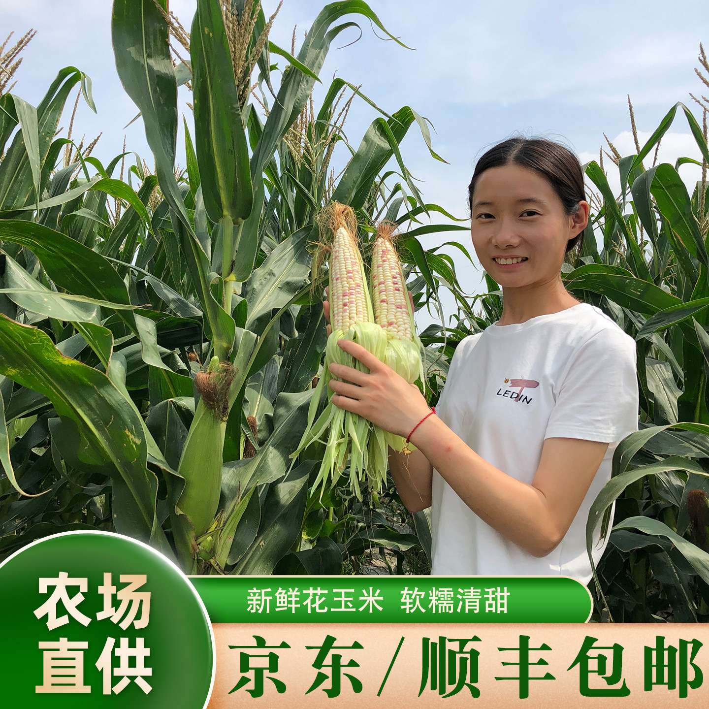 京东顺丰包邮新鲜现摘带皮甜糯玉米粘花玉米棒带壳晓玲农场软糯甜 - 实物图