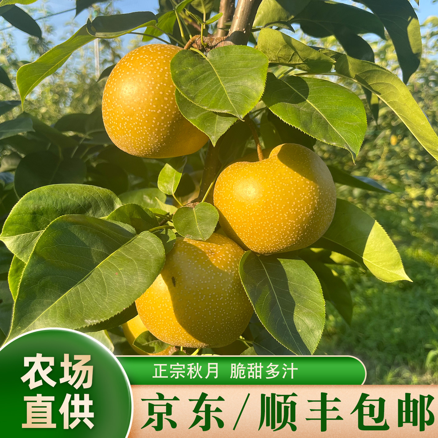 京东顺丰包邮正宗秋月梨新鲜水果中秋送礼黄皮蜜梨脆甜多汁5斤