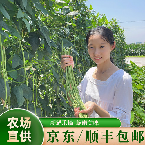 晓玲农场新鲜现摘嫩豇豆脆嫩清香