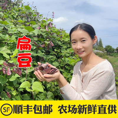 现摘现发紫扁豆软糯清甜