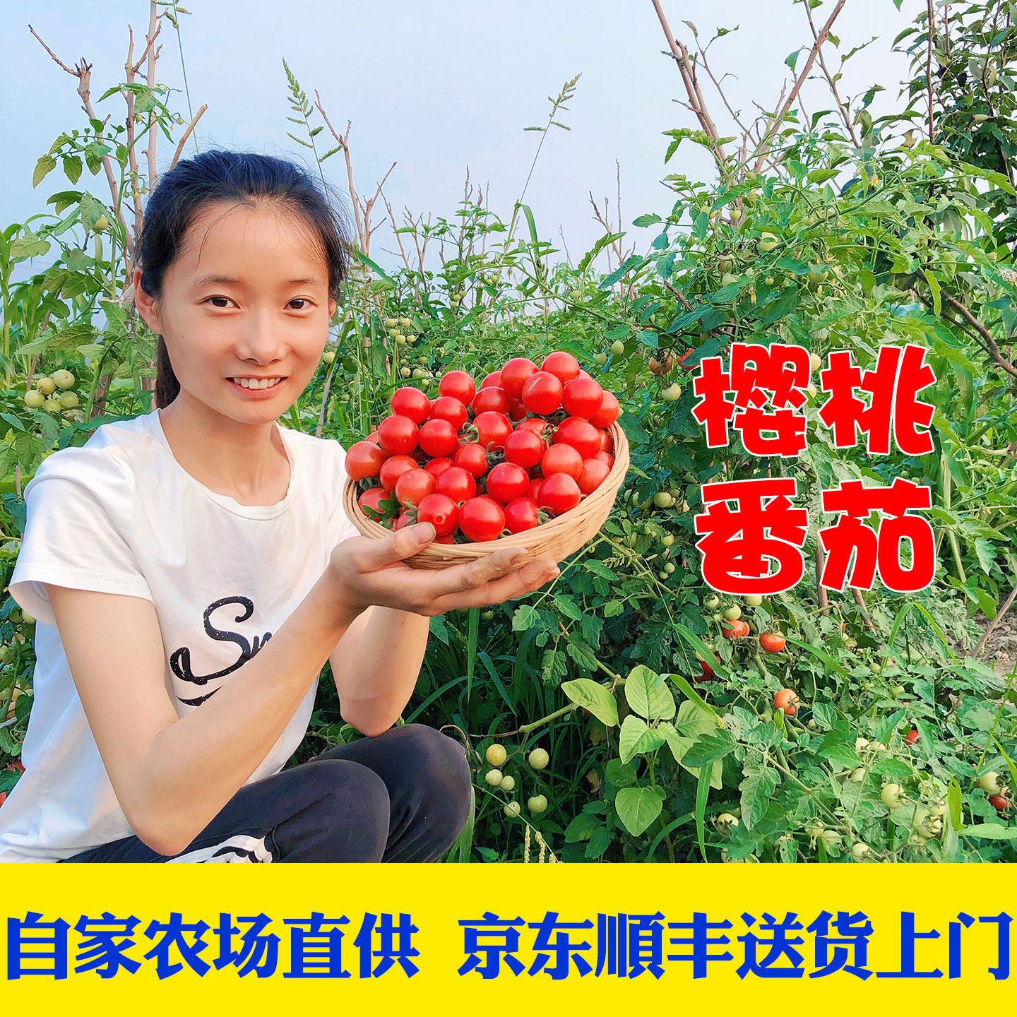 京东顺丰包邮新鲜现摘日本樱桃小番茄圣女果水果番茄小西红柿酸甜