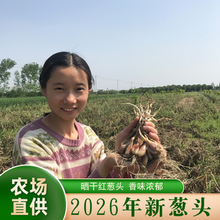 苏北农家新鲜小葱头火葱头红皮葱头香葱可制葱油酥调料种香葱
