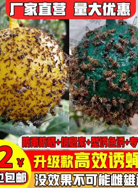 丝瓜果实蝇马蜂双面黄板引诱剂