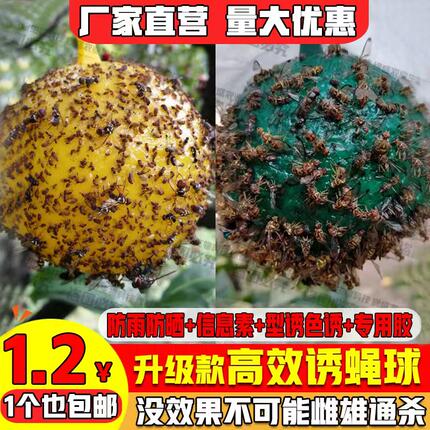 粘虫球丝瓜果实蝇贴诱蝇球针蜂马蜂色引诱剂果蝇诱捕器双面黄板纸