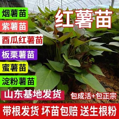 正宗山东红薯苗榴莲蜜薯苗烟薯25哈密西瓜红地瓜秧可食叶红薯苗秧