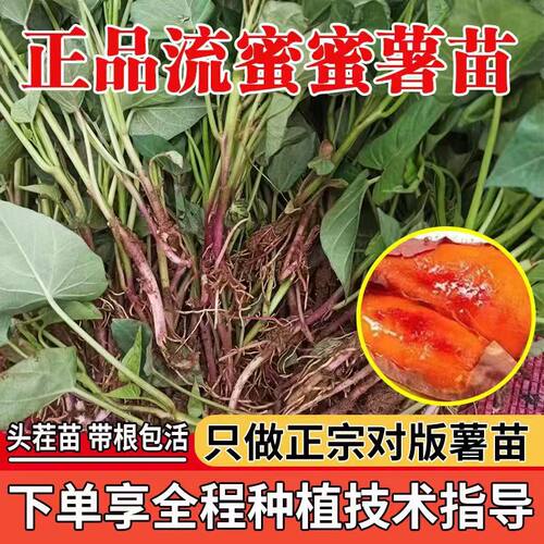 山东正宗地瓜苗蜜薯苗烟薯25哈密西瓜红榴莲蜜薯苗红薯苗秧批发