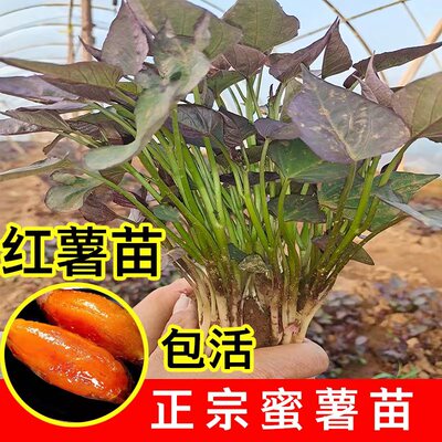 正宗山东红薯苗种榴莲蜜薯苗烟薯25号苗哈密西瓜红薯苗红薯苗秧子