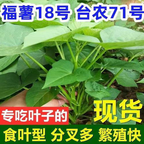 红薯苗秧专吃叶的红薯种子苗食叶型番薯叶台农71食用地瓜叶