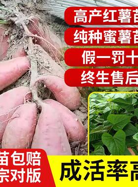 脱毒红薯苗地瓜种植苗板栗薯苗烟薯25苗榴莲蜜薯糖心西瓜红红薯苗