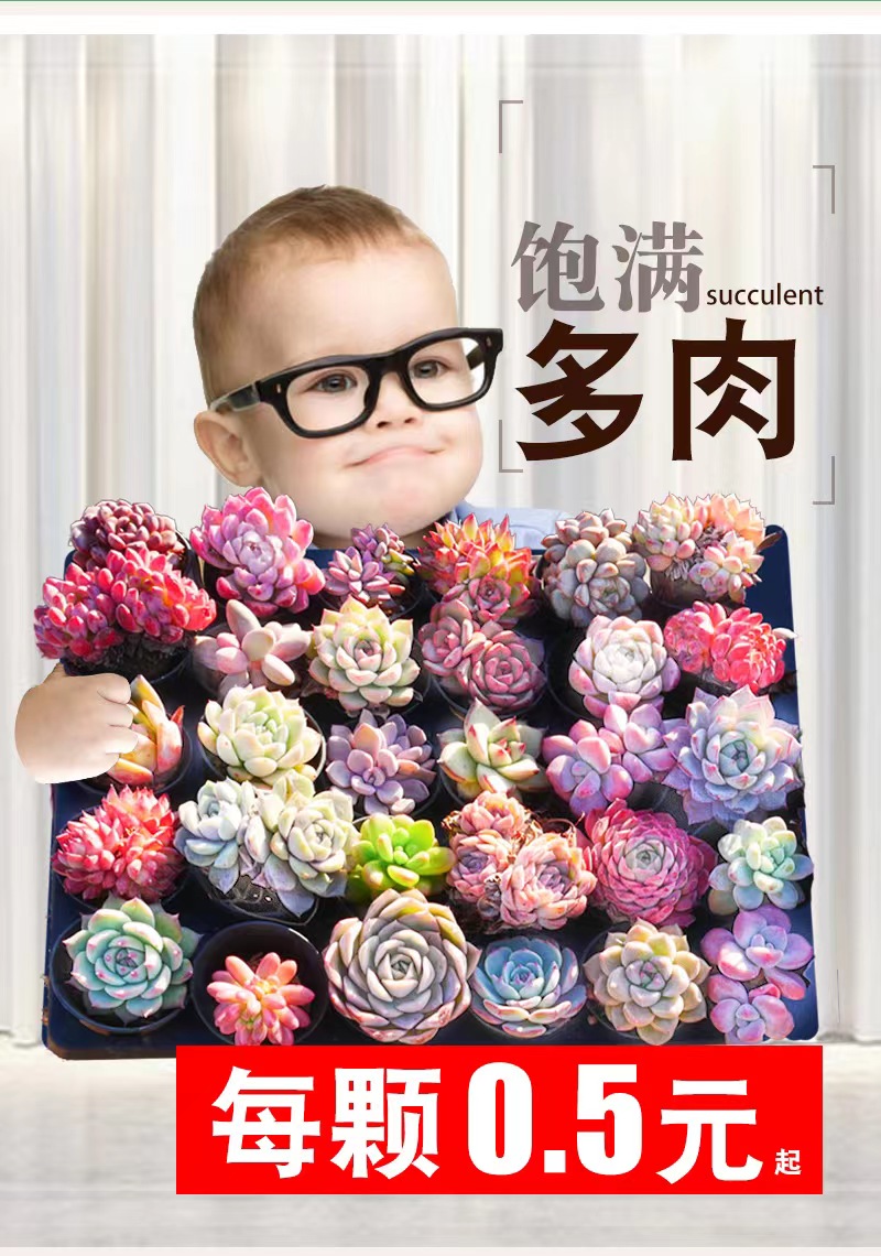 老桩直播间秒杀超值绿植包邮盆栽