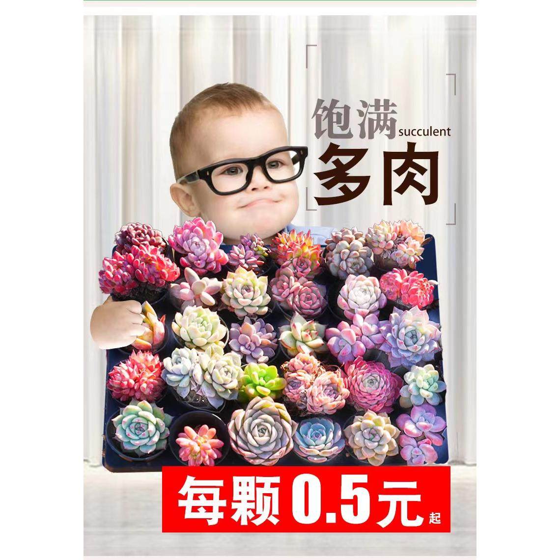 新手多肉直播组合带盆大颗盆栽稀有室内阳台好养易活造型悬崖老桩