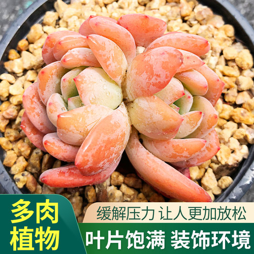 客厅室内办公室桌面好养吸甲醛