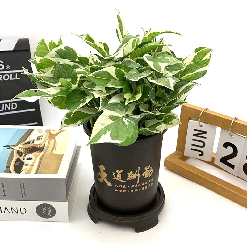 白金盆栽花叶垂钓绿萝室内办公桌