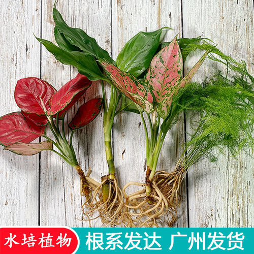 绿植办公室水培盆栽如意红掌