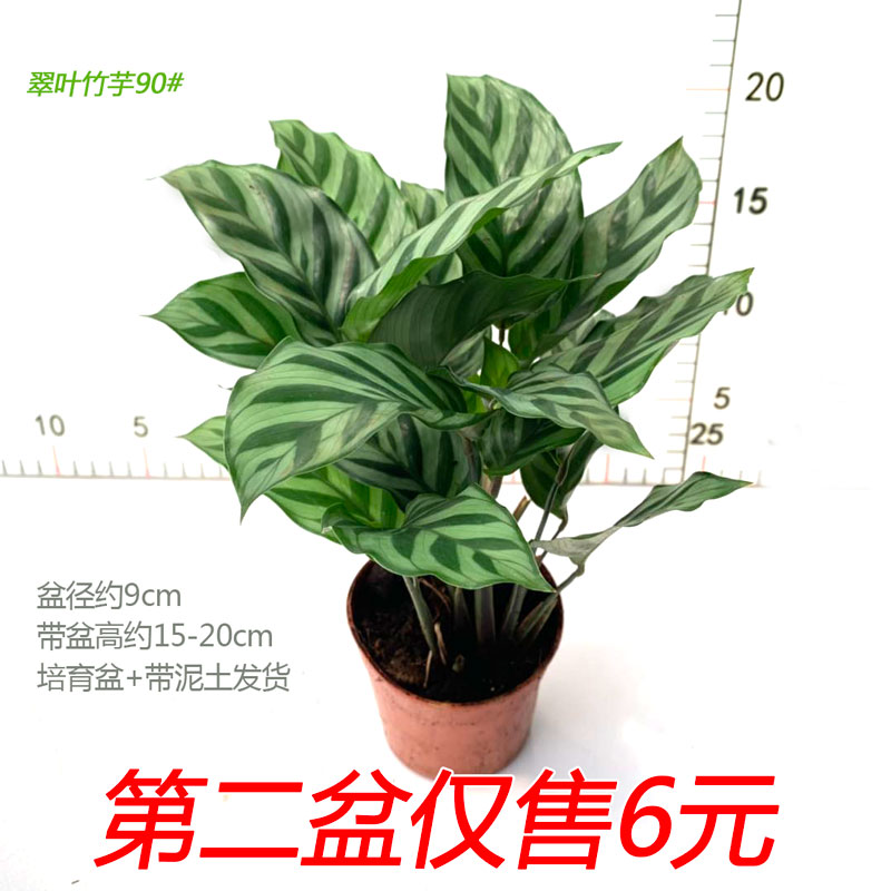 翠叶竹芋水培盆栽室内室内办公